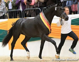 Trakehner licensing champion Perpignan Noir