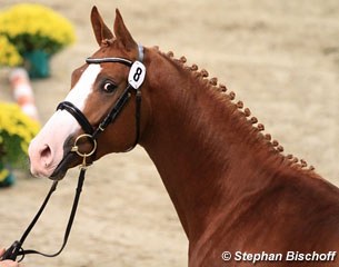 Licensed stallion Pokerface (by Elfado x Herzruf)