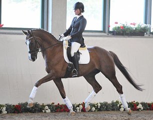 DSP Quintus (by Quaterback x Hertug)