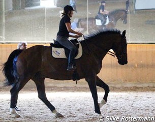 A ​huge 183cm ​PSG/​Inter I​ ​gelding​ from France​ before treatment