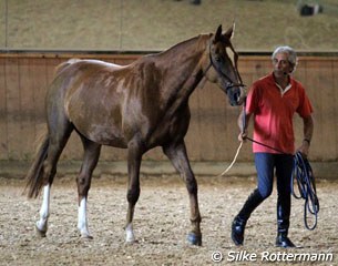 Manolo Mendez encouraging a nervous and reactive mare to lower her head and neck and relax so Dr. Ridgway could examine her