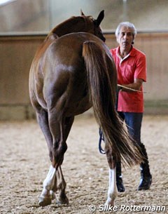 Manolo working in-hand with  mare with aggressive arthritic changes in her lumbar spine, helping her organize her posture and lengthen her neck so that she is "opening" her spine from poll to dock of the tail
