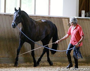 By acting on the diagonal pairs in trot, Manolo is able to influence both the opposite hind leg or the shoulder