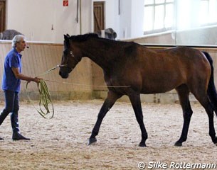 Manolo working on bended and straight lines in-hand to check the horse's symmetry, straightness, balance,  tracking, weighing, flexion and action of each limb