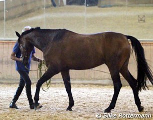 Working in-hand quietly with the help of a long bamboo, Manolo was able to help the horses develop a better posture which resulted in better balance