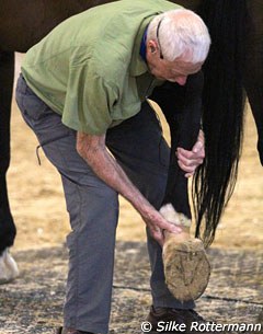 Dr. Ridgway ​examining the hind feet of a PSG-horse which Manolo later trimmed