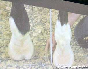 High / low-heel-syndrome: ​The caus​e of​ many​ soundness​ and performance problems