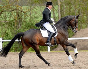 Per Waaler preparing his horse for competition :: Photo © Crispin Parelius Johannessen