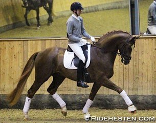 The 2013 Oldenburg licensed champion Don Deluxe at the 2015 Danish 35-day Stallion Performance Testing :: Photo © Ridehesten
