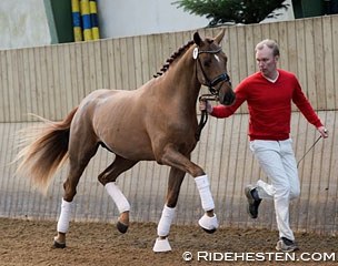 Baron (by Benicio x Sir Donnerhall I) was accepted on the first day of the stallion pre-selection for the 2016 Danish Warmblood Stallion Licensing :: Photo © Ridehesten