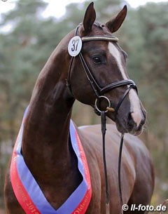 Bonds (by Benicio x Sir Donnerhall I), champion of the 2015 Oldenburg Stallion Licensing :: Photo © LL-foto