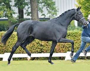 Ironman H at the 2015 Oldenburg Stallion Licensing :: Photo © Tammo Ernst