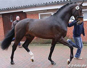 The Royal Doruto x Akribori x Akzent II colt at the pre-selection in Vechta on 20 January 2015 :: Photo © LL-foto