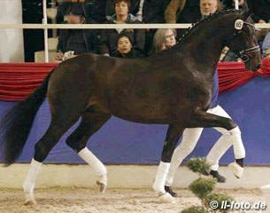 Sir Donnerhall I x Welt Hit II