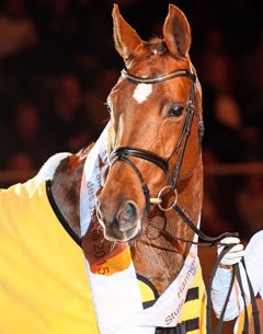 Goldmarie, Hanoverian Mare of the Year 2015