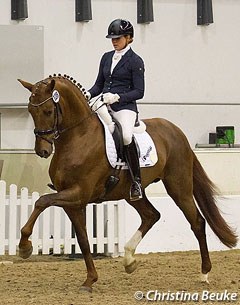 The Westfalian bred Veneno (by Vitalis x Diamond Hit x Landadel) owned by HC Stables from Belgium and ridden by Anne Sophie Fiebelkorn, at the 2015 Hanoverian Under Saddle Licensing :: Photo © Christina Beuke