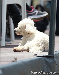 Dog enjoying the sunshine