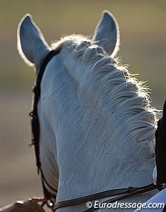 Sunset hitting a horse's mane