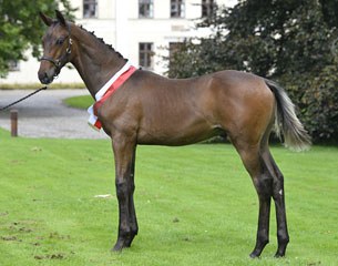 Tophojs Tebaldo became the price highlight of the 2015 Danish warmblood elite foal auction :: Photo © Ridehesten