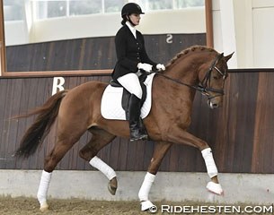 D'Avie (by Don Juan de Hus x Londonderry) :: Photo © Ridehesten