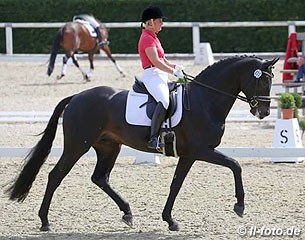 Anja Engelbart on Fusion OLD, an Oldenburger stallion by Fürst Romancier x Sion