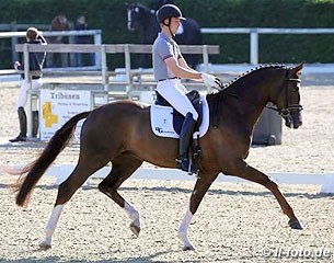 Jan Dirk Giesselmann on Burberry, a Hanoverian stallion by Belissimo M x De Niro