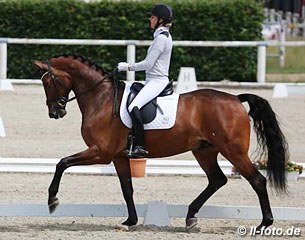 Super Mario, Oldenburger stallion by For Compliment x Royal Dance - Rider: Marianne Helgstrand