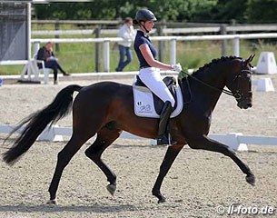 Ann-Kathrin Wilting on Rock Forever II, a Westfalian stallion by Rockwell x Landstreicher