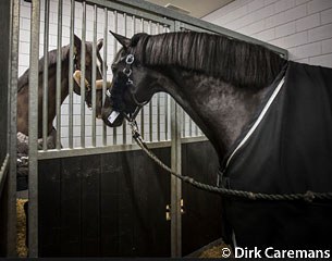 Painted Black greets Valegro before their flight to Las Vegas :: Photo © Dirk Caremans