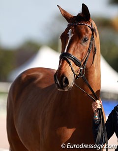 Belgian warmblood Foco Loco W