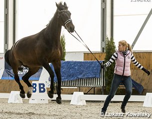 Dina Ellermann's Landy's Akvarel is a high flying bird at the horse inspection