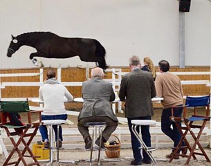 Titolas in the free jumping phase at the 2016 September Stallion Performance Testing in Schlieckau