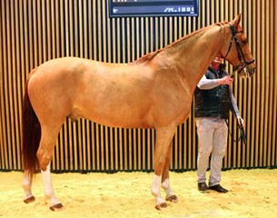 Rossini (by Rivero II) at the Arqana February Mixed Sales in Deauville
