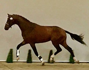 Justus de Jeu (by Johnson x Florencio) at today's KWPN licensing pre-selection day