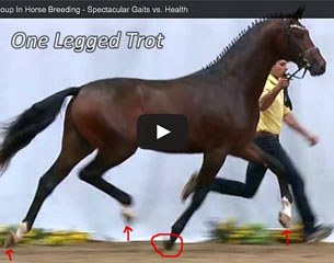 “The Million Euro Coup In Horse Breeding - Spectacular Gaits vs. Health” 