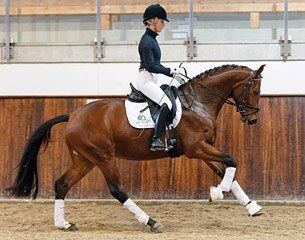Crimetime GT (by Chambretto x Placido Son) :: Photo © Gestut Tannenhof