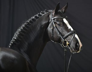 Haras de Malleret's Danciano