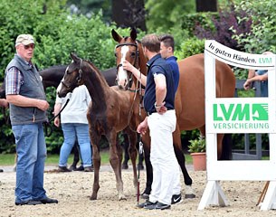 Breeder Dieter Schmidt with his mare and foal, ready to enter the arena for the 2016 Lodbergen Foal Championship :: Photo © Tanja Becker