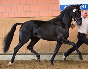 Don Sevillano (by Don Schufro x Sevillano xx) :: Photo courtesy Lodbergen