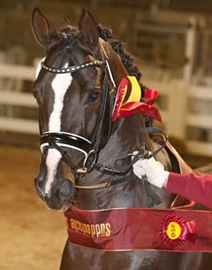Thiago, sole premium stallion at the 2016 South German Saddle Licensing in Marbach :: Photo © Olav Krenz