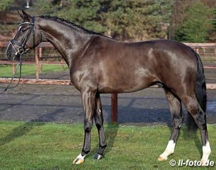 Paul Schockemohle and Wilhelm Holkenbrink's Da Vinci Code (by Dancier x Sandro Hit x Hohenstein) approved for Westfalian breeding :: Photo © LL-foto