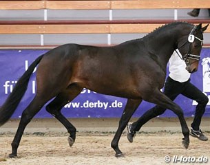 Kros at the 2016 Trakehner Spring Stallion Licensing in Munster :: Photo © LL-foto