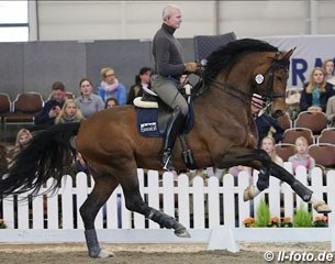 Hubertus Schmidt schooling the very stalliony Escolar in Munster