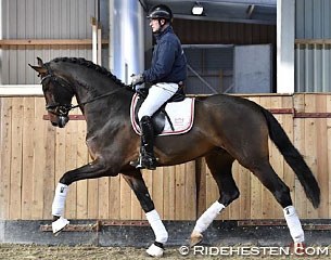 Revolution at the 2016 Danish Warmblood autumn stallion performance testing at the Torring Riding Centre :: Photo © Ridehesten