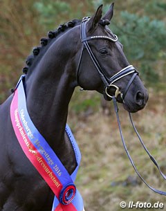 Morricone wins the 2016 Oldenburg Main Premium :: Photo © LL-foto