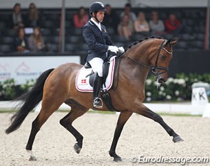 Severo Jurado Lopez on Rockson. This Rockefeller offspring is excellent in trot, but loses elasticity in canter