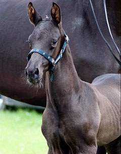Spirit of the Age OLD x Bretton Woods x Furst Heinrich