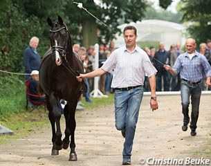 A Finest x Sandro Hit being trotted at the 2017 Hanoverian Stallion Pre-Selection in Altenbruch, Germany :: Photo © Christina Beuke
