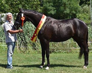Wansara (by Bailamos Biolley x Weltenau)