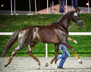 Bretton Leaf KWG at the 2017 Swiss Warmblood Stallion Licensing in Avenches :: Photo © Katja Stuppia